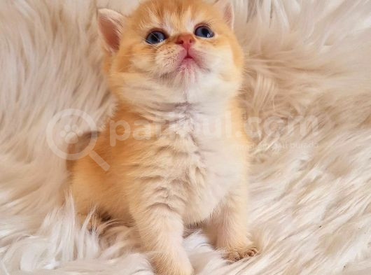Mükemmel Kalite British Shorthair Golden Bebekler görsel
