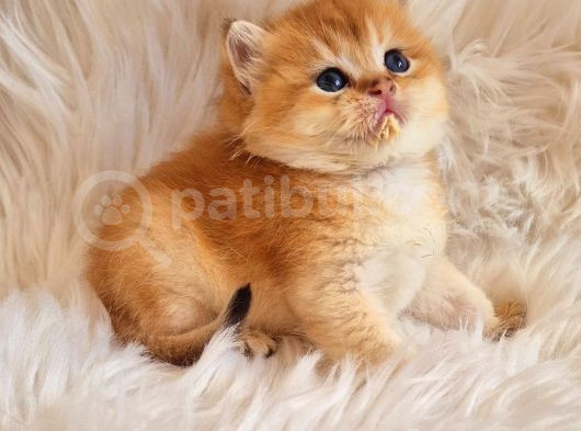 Mükemmel Kalite British Shorthair Golden Bebekler görsel