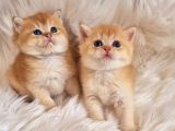Mükemmel Kalite British Shorthair Golden Bebekler