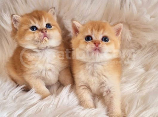 Mükemmel Kalite British Shorthair Golden Bebekler görsel