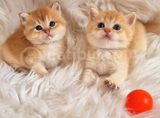 Mükemmel Kalite British Shorthair Golden Bebekler