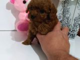 Red Dark Brown Kore Toy Poodle Bebekler