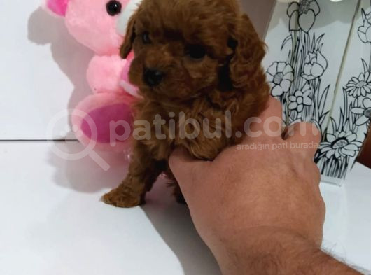 Red Dark Brown Kore Toy Poodle Bebekler görsel