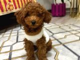 Toy Poodle 4 Aylık Erkek Red Brown Uygun Fiyata Verilecektir