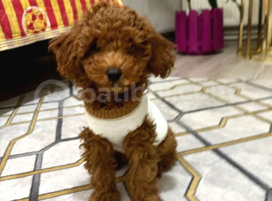Toy Poodle 4 Aylık Erkek Red Brown Uygun Fiyata Verilecektir görsel