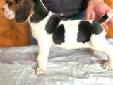 Safkan beagle yavrular