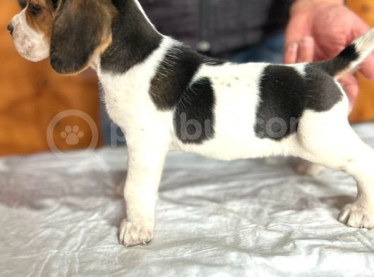 Safkan Beagle Yavrular