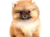 Pomerrian boo yavrularımız Sevimli Yavrular