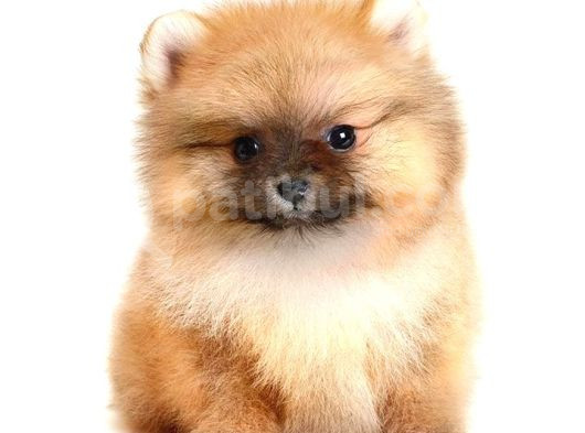 Pomerrian Boo Yavrularımız Sevimli Yavrular
