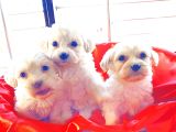 Topaç Gibi Maltese Bebeklerimiz