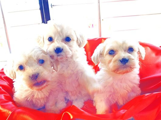 Topaç Gibi Maltese Bebeklerimiz görsel