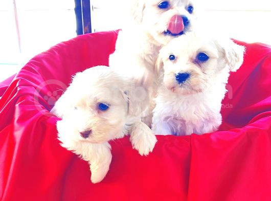Topaç Gibi Maltese Bebeklerimiz görsel