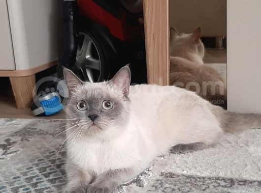 4 Yaşında 1 Dişi 1 Erkek Blue Point görsel