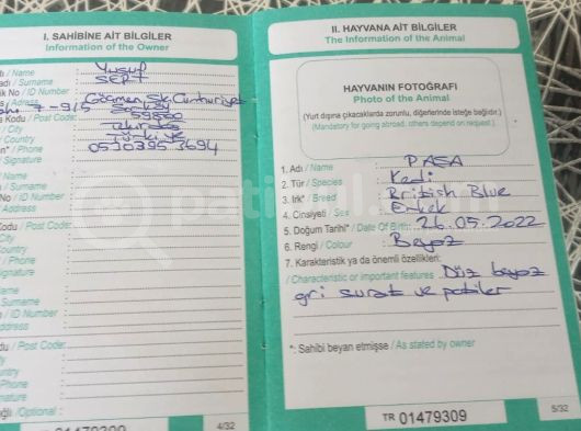 4 Yaşında 1 Dişi 1 Erkek Blue Point görsel