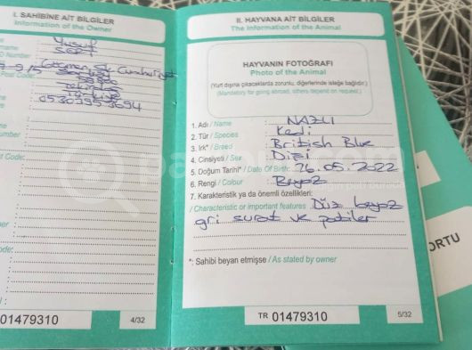 4 Yaşında 1 Dişi 1 Erkek Blue Point görsel