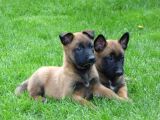 sadık belçika kurdu çoban köpeği yavrularımız