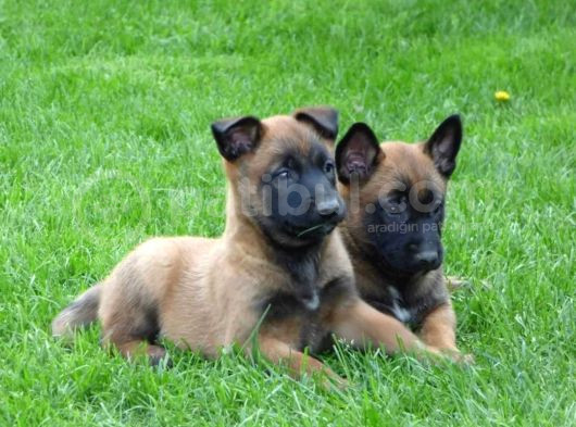 Sadık Belçika Kurdu Çoban Köpeği Yavrularımız
