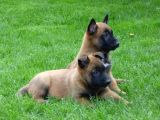 Sadık Belçika Kurdu Çoban Köpeği Yavrularımız