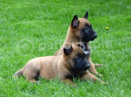 Sadık Belçika Kurdu Çoban Köpeği Yavrularımız görsel