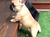 Sağlik Ve Irk Garanti̇li̇ French Buldog