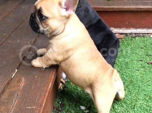 Sağlik Ve Irk Garanti̇li̇ French Buldog görsel
