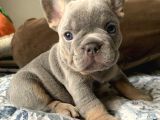 Sağlik Ve Irk Garanti̇li̇ French Buldog