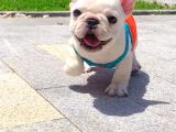 SAĞLIK VE IRK GARANTİLİ FRENCH BULDOG