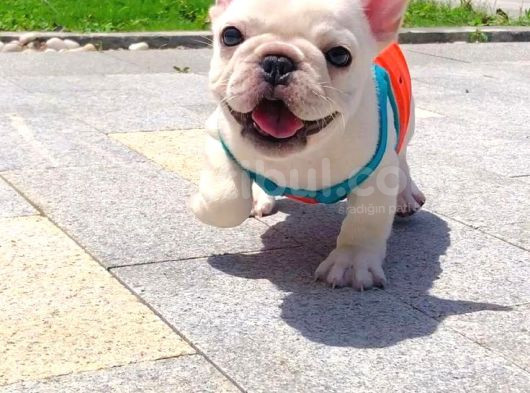 Sağlik Ve Irk Garanti̇li̇ French Buldog