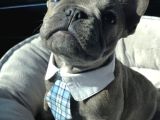 Sağlik Ve Irk Garanti̇li̇ French Buldog