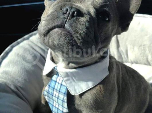 Sağlik Ve Irk Garanti̇li̇ French Buldog görsel