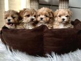 Dünyalar tatlısı maltipoo yavrularımız