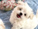 Kar beyazı maltese terrier yavrularımız