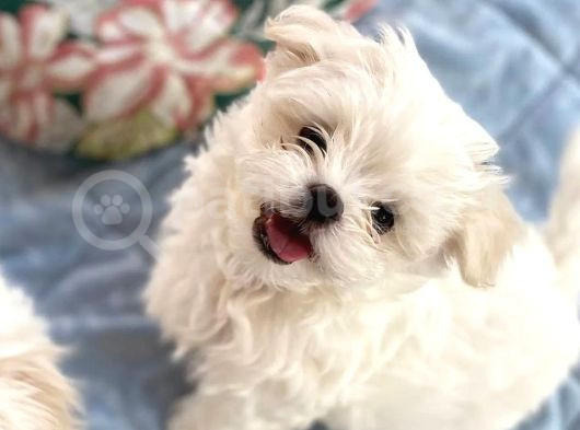 Kar Beyazı Maltese Terrier Yavrularımız