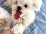 Kar Beyazı Maltese Terrier Yavrularımız