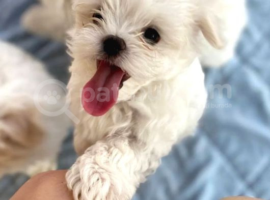 Kar Beyazı Maltese Terrier Yavrularımız görsel