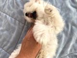 Kar Beyazı Maltese Terrier Yavrularımız
