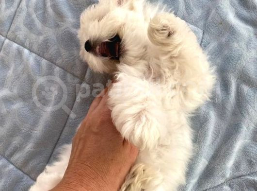 Kar Beyazı Maltese Terrier Yavrularımız görsel