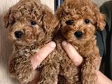 Toy poodle yavrularımız