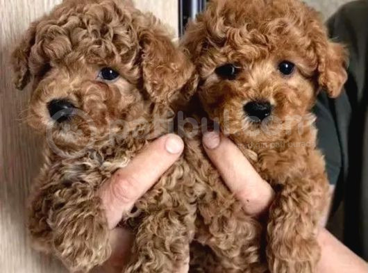 Toy Poodle Yavrularımız