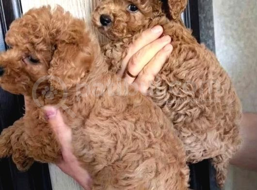 Toy Poodle Yavrularımız görsel