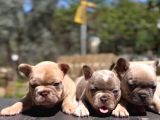 Egzotik french bulldog yavrularımız
