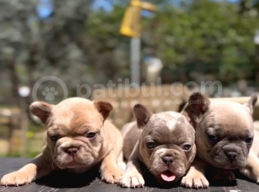 Egzotik French Bulldog Yavrularımız