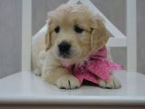 Golden Retriever Yavrularımız