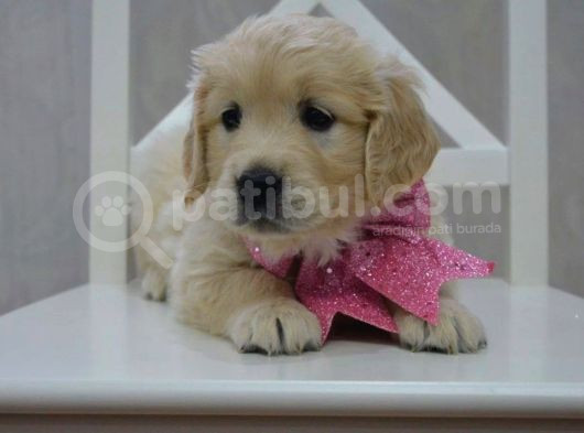 Golden Retriever Yavrularımız görsel