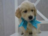 Golden Retriever Yavrularımız