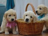 Golden retriever yavrularımız