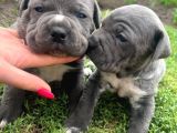 Koca kafa cane corso yavrularımız