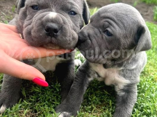 Koca Kafa Cane Corso Yavrularımız