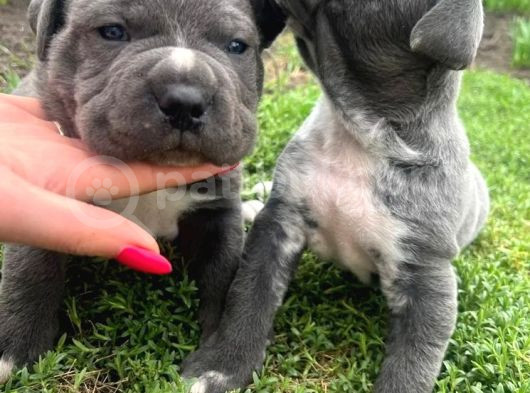 Koca Kafa Cane Corso Yavrularımız görsel