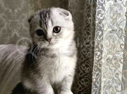Ben Miyav Dedim Sen Evet Diyeceksin